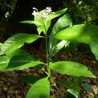 Rauvolfia serpentina (L.) Benth. ex Kurz